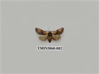 藏品(夜蛾802)的圖片